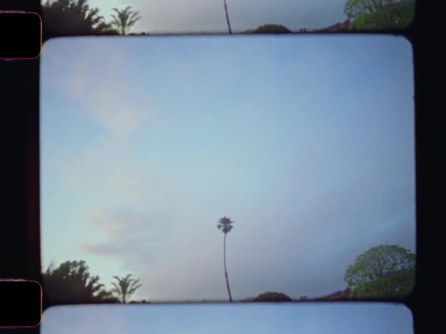 A single palm tree stands silhouetted against a pale sky captured within the distinct frame of an analog film strip