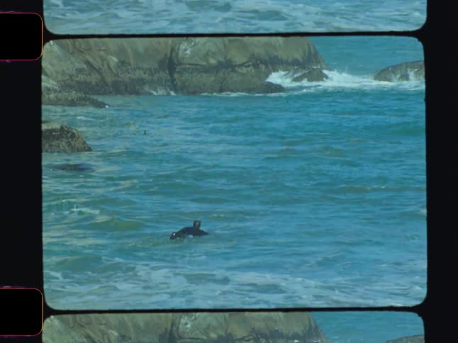 Birds fly on the rocks as a surfer swims out into the ocean