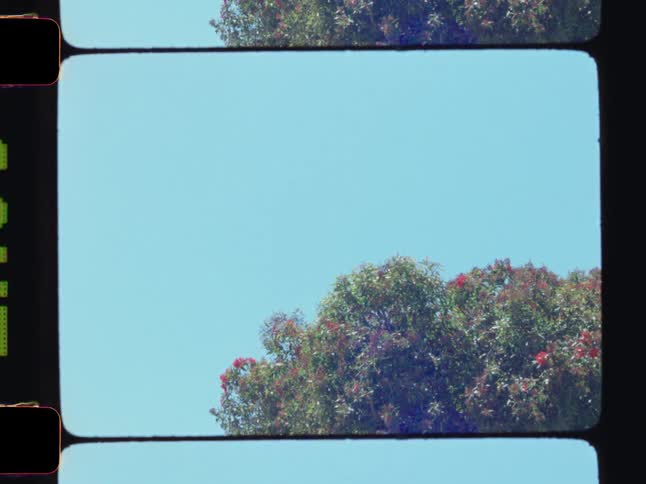 A closeup shows a tree with red flowers and vibrant green leaves set against a bright blue sky