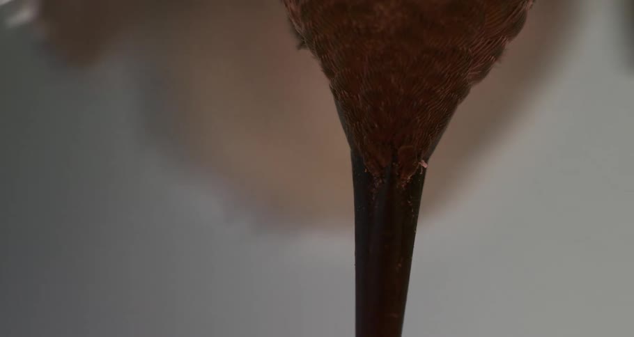 Anna's Hummingbird Enters Center Frame to Feed Macro Close Up