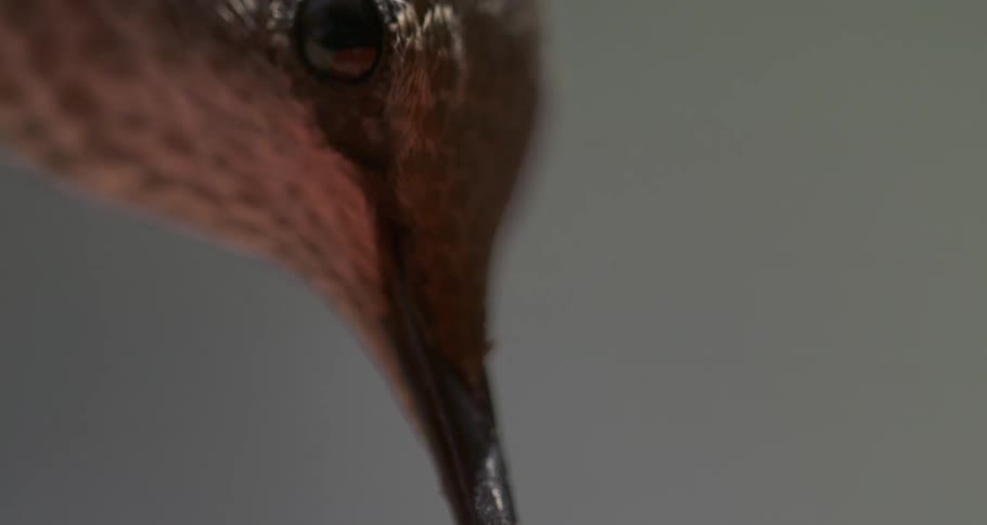 Anna's Hummingbird Feeding Side Profile Macro Slow Motion