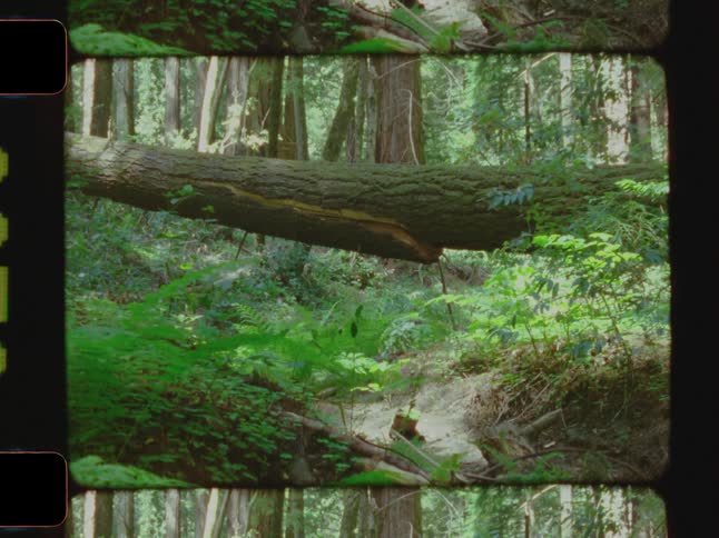 A fallen tree in a forest