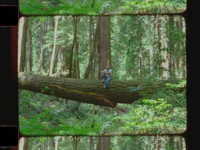 A man sitting on a massive tree trunk admiring the tree canopy in the forest