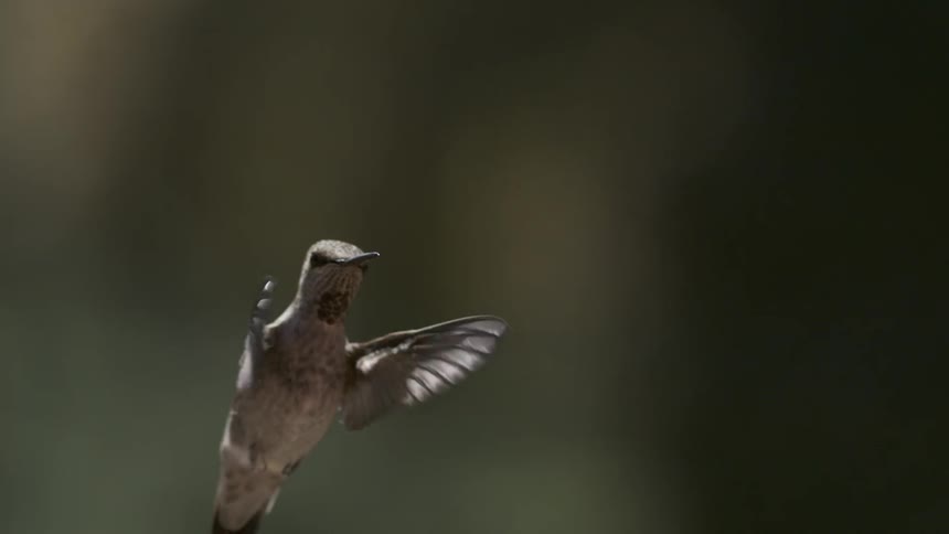 The hummingbird flaps its wings fast as it hovers