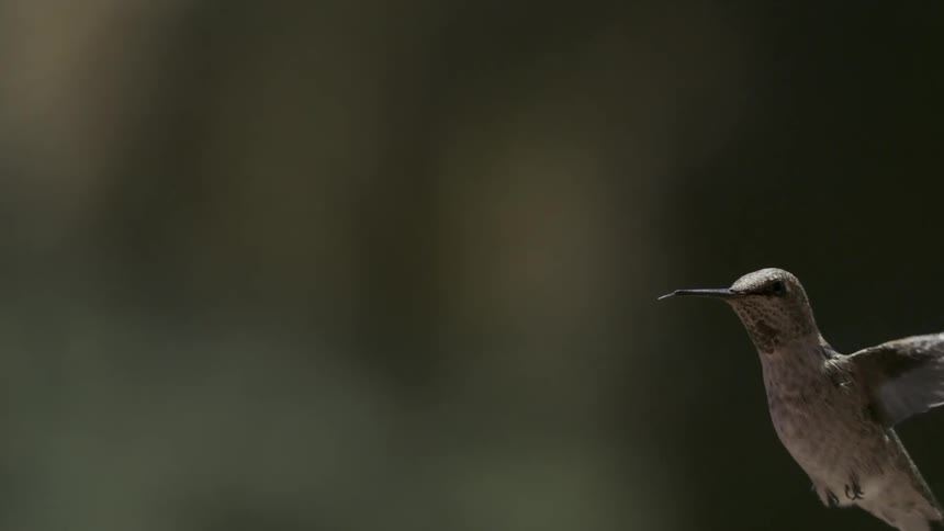 A hummingbird hovers in mid air its wings blurred from rapid motion against a dark blurred background