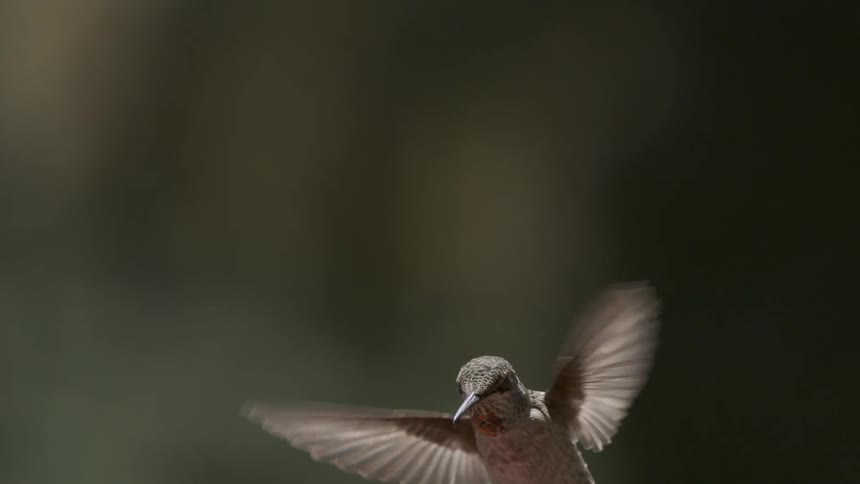 A bird flies in the air