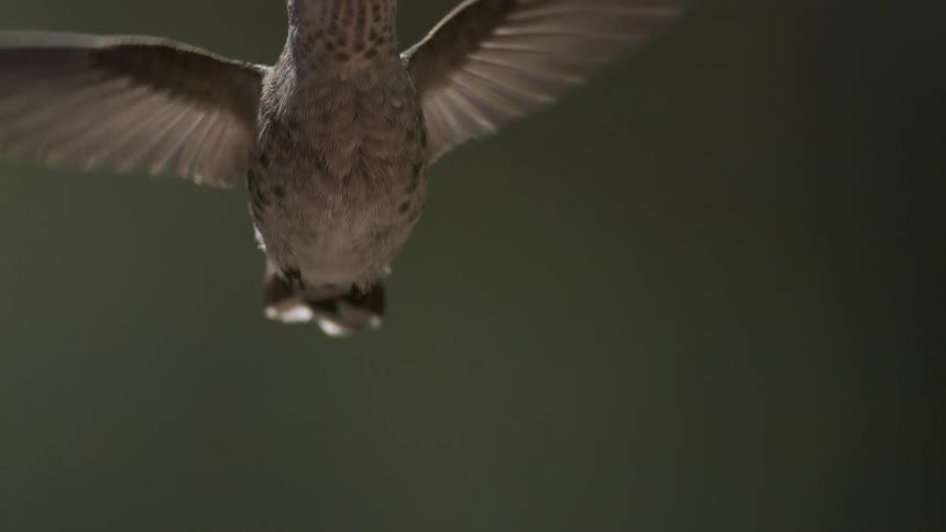 A hummingbird with a long thin beak hovering in mid air with its wings spread against a dark background