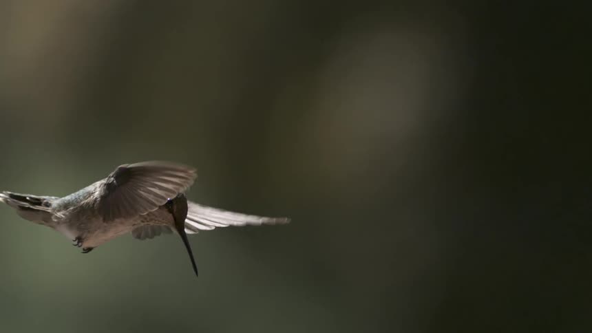 A hummingbird hovers its wings captured in midflap left of the frame while its beak is pointed down in a scene highlighting its flying expertise by a dark background