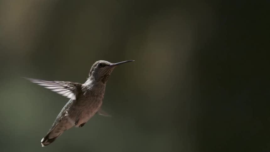 Hummingbird flying through the air