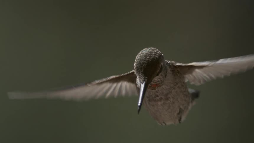 A bird flies in the air