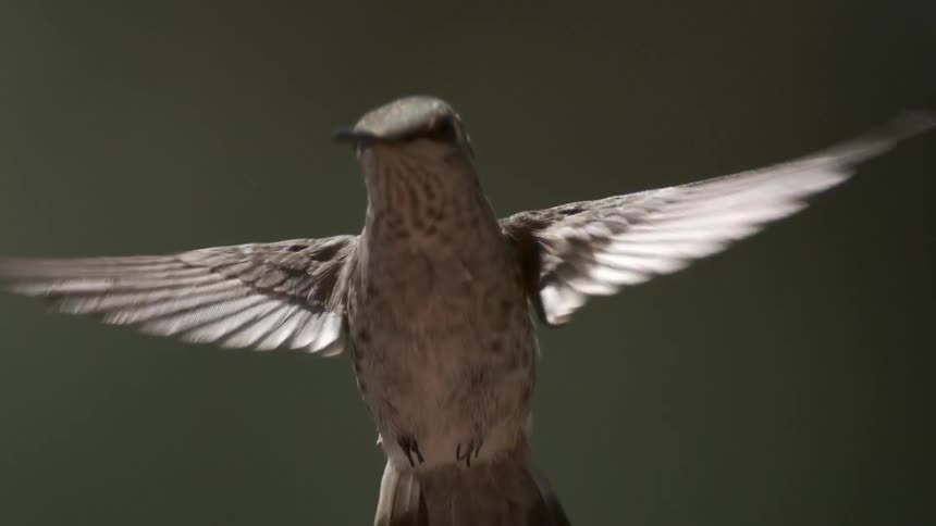 A slow footage of a bird flying