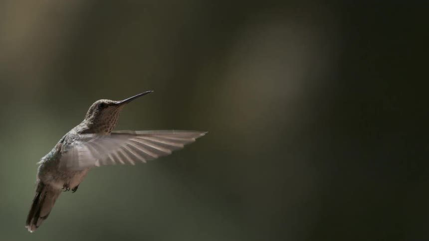 The hummingbird flies out of view