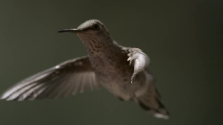 A bird flies in the air