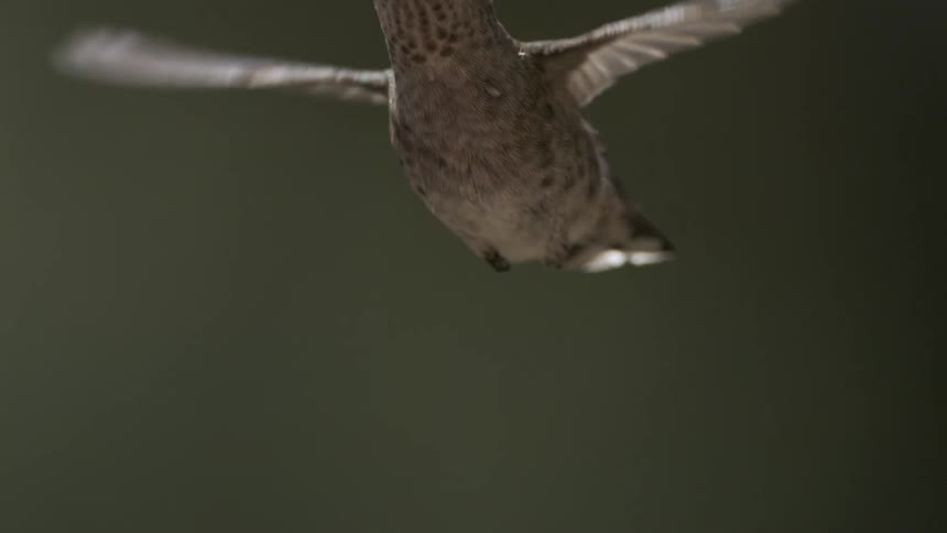 A footage of a bird flying