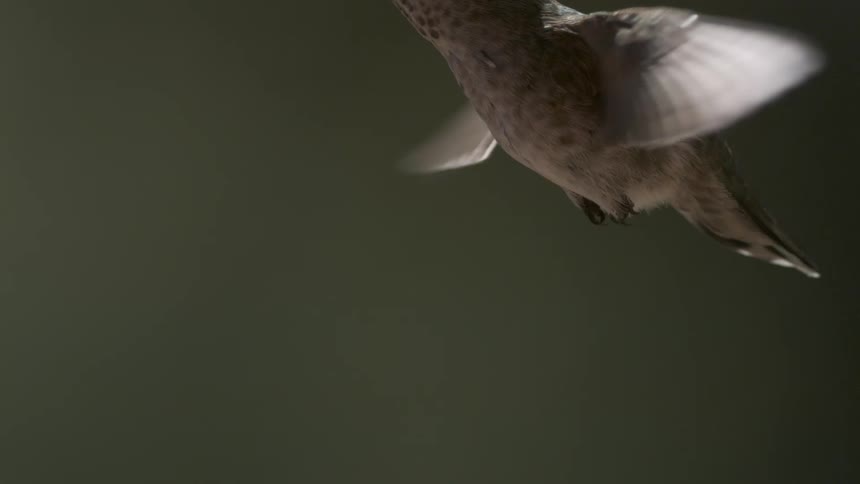 A close up of a hummingbird flying against a green blurry background