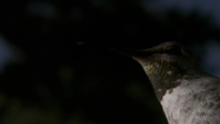 A closeup of a hummingbird in flight highlighting its head and beak against a dark blue sky on a dimly lit day