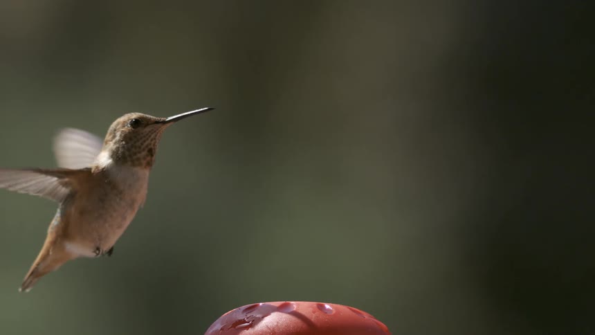 A footage of a bird flying and perching a fruit