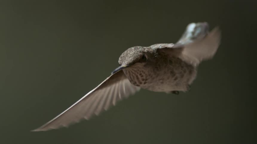A hummingbird with its wings extended enters the frame and it lowers itself while it is facing forward creating a dramatic feathered display as it hovers