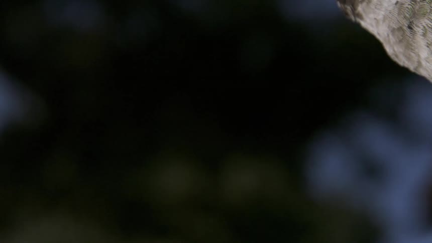 Anna's Hummingbird Flying in Slow Motion