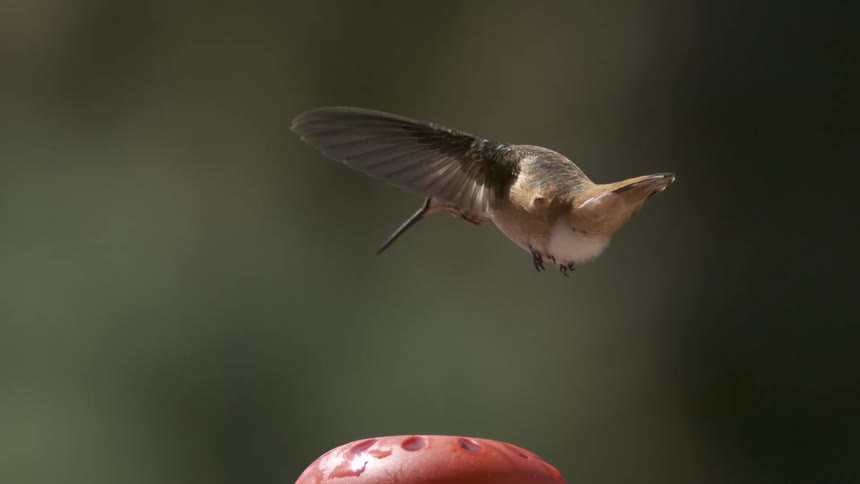 A hummingbird hovers midflight above a feeder set against a softly blurred green background