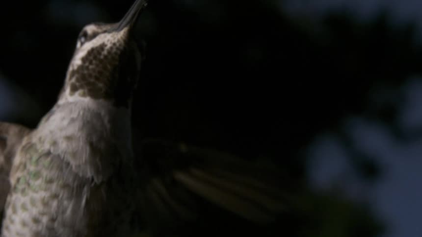 Nighttime Anna's Hummingbird Flying Feeding Hovering in Slow Motion