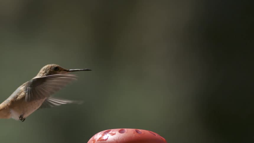 Bird flying through the air and eating something in the process
