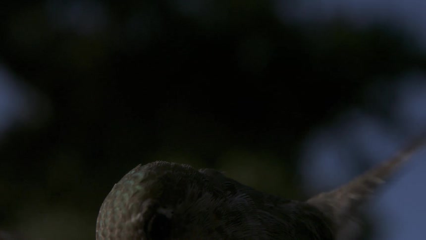 Nighttime Anna's Hummingbird Flying Feeding Hovering in Slow Motion