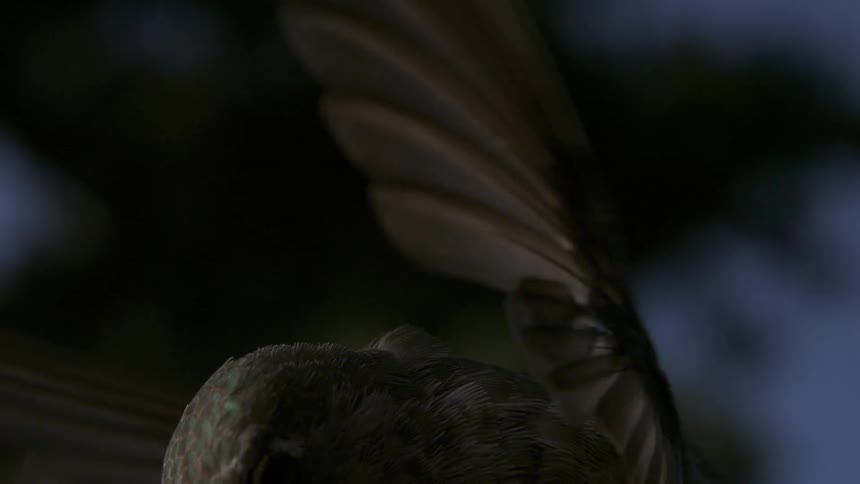 Captured in slow motion and in closeup a hovering hummingbird raises its head while its detailed feathers are clearly seen on its body and wings out of view