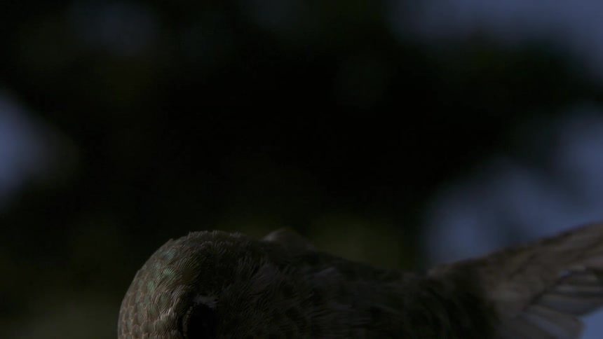 Anna's Hummingbird Flying Feeding Hovering in Slow Motion