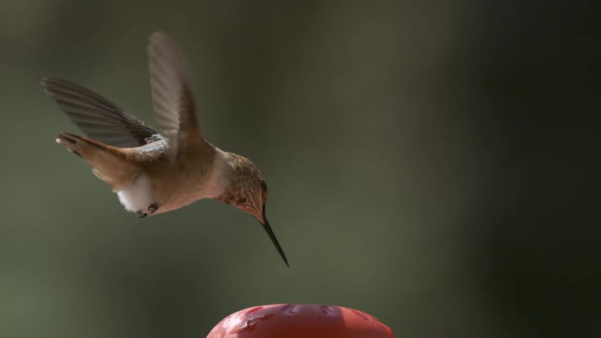 A hummingbird descends in slowmotion wings outstretched positioning its long beak to feed from a red feeder set against a blurred dark background