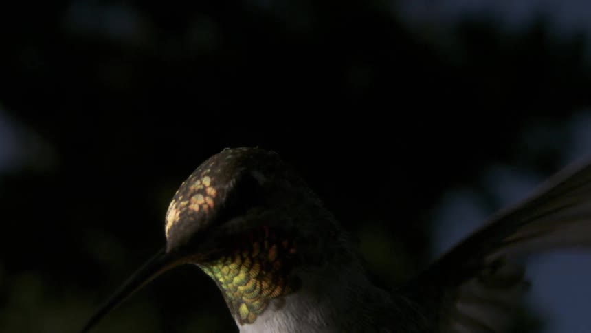 Nighttime Anna's Hummingbird Flying Feeding Hovering in Slow Motion