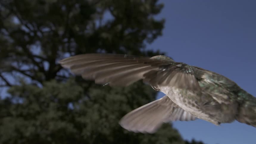 Hummingbird flying through the air