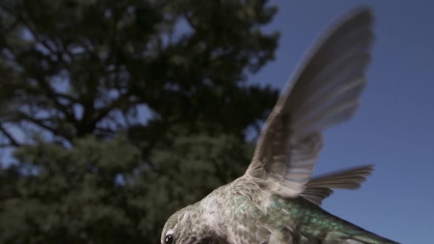 A bird flies in the air