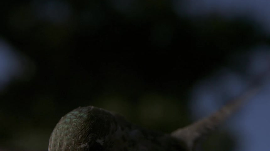 Anna's Hummingbird Flying Feeding Hovering in Slow Motion