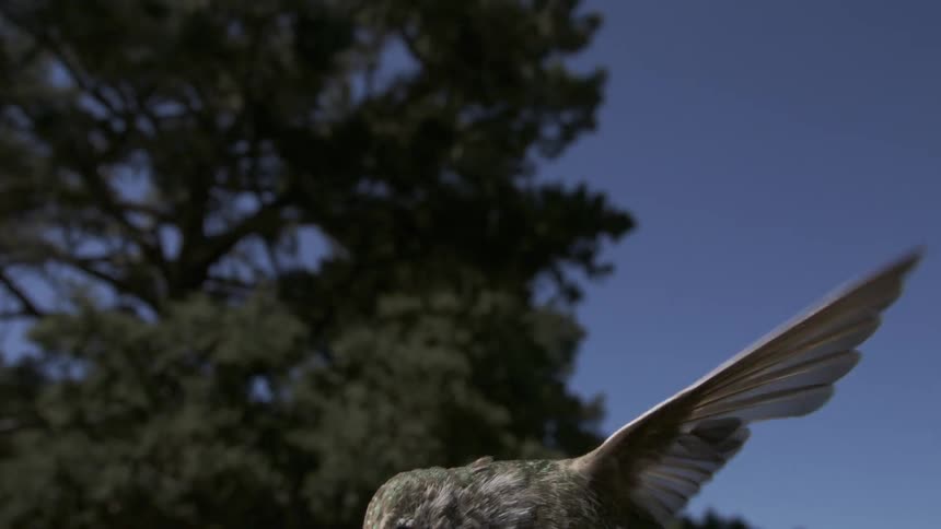 A close up of a hummingbird flying against a clear blue sky and a tree