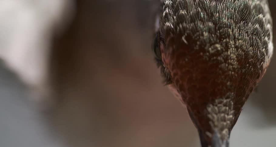 A hummingbird lifts its head up