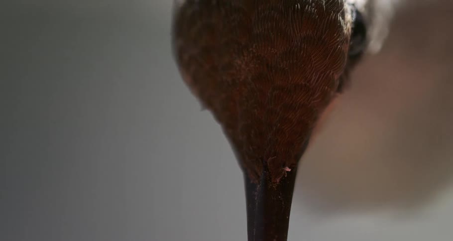 A hummingbirds head and slender beak are captured in extreme closeup displaying intricate feather details as it extends downward its pointed long beak