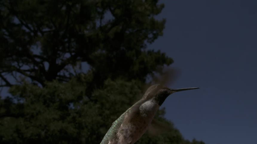 A bird flies in the air