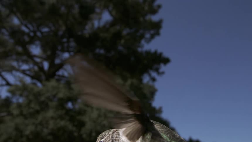 The hummingbird is flying on a sunny day