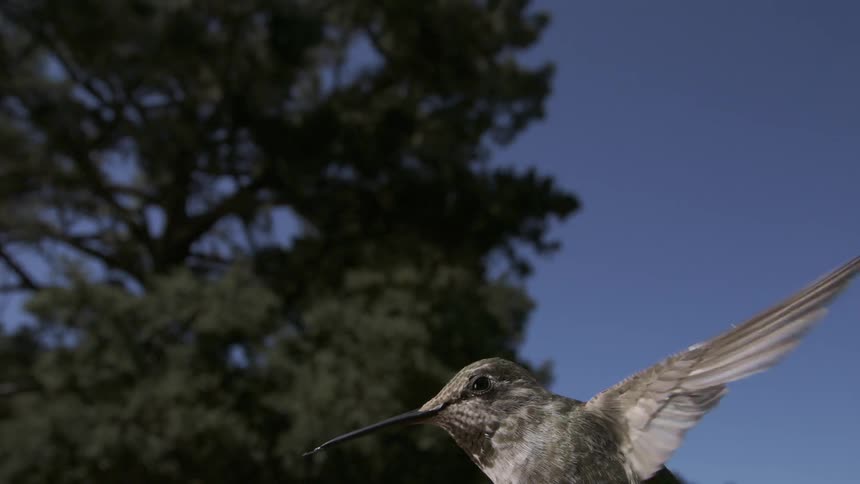 A footage of a grey bird flying