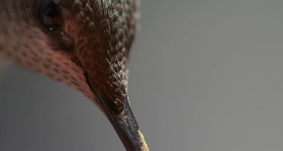 Anna's Hummingbird Feeding Side Profile Macro Slow Motion