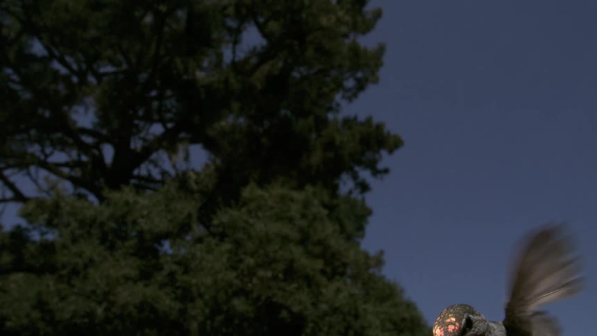 Anna's hummingbird slowly rises in the sky - wide angle