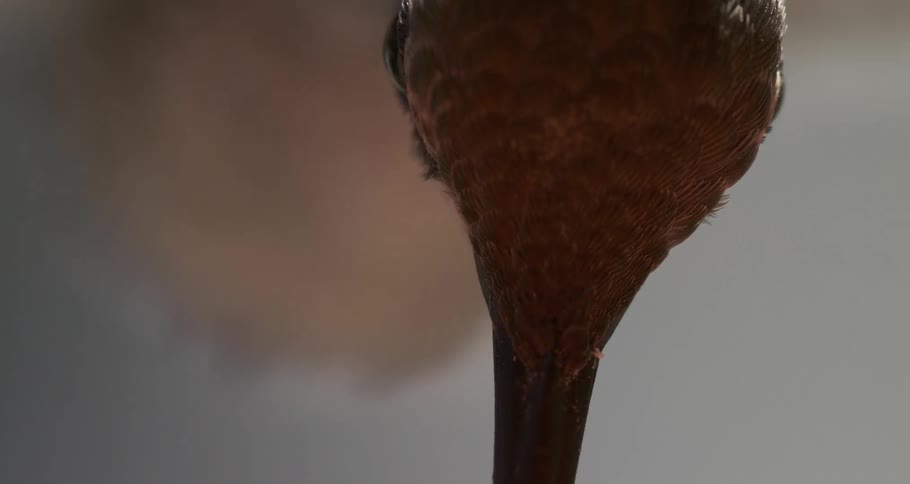 Anna's Hummingbird Enters Center Frame to Feed Macro Close Up