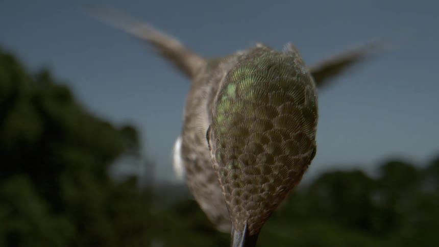 A bird flies in the air