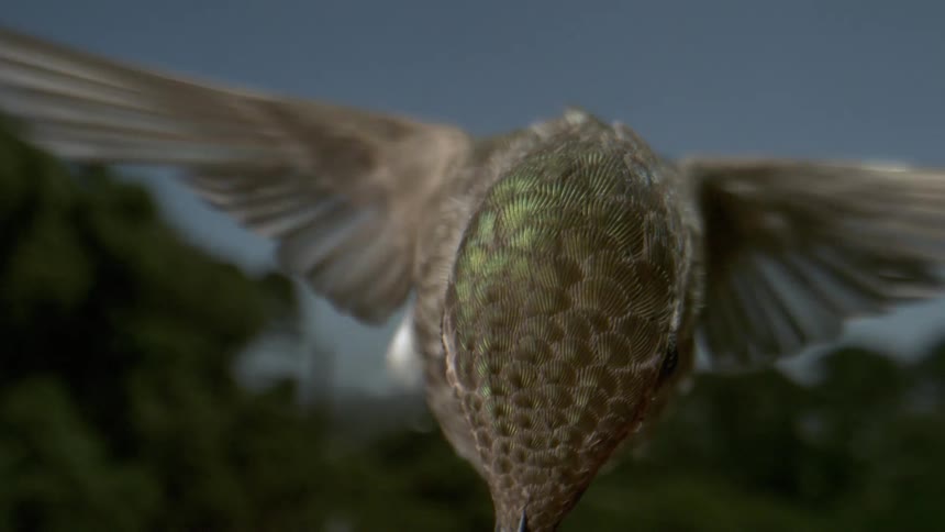 A footage of a bird flying