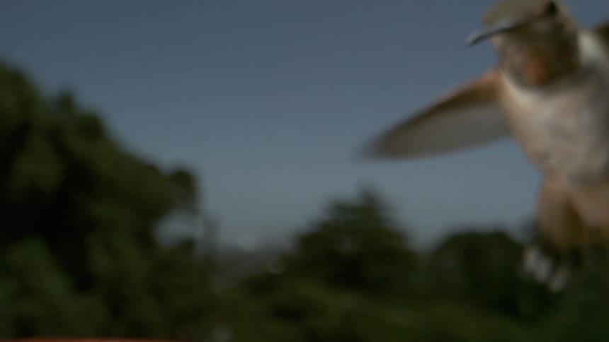 A black chinned hummingbird against a blurred background of trees and a gray sky