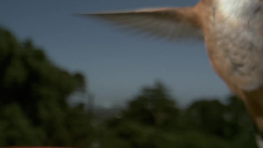 A hummingbird with a long slender beak beats its wings
