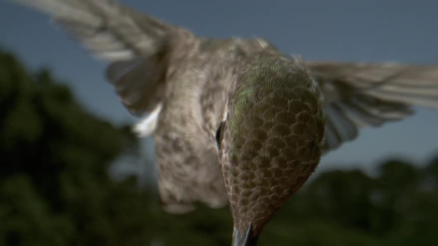 A closeup shows a hummingbird with an orange underside as blurred wings indicate motion when it hovers with a long beak extending forward toward something unseen