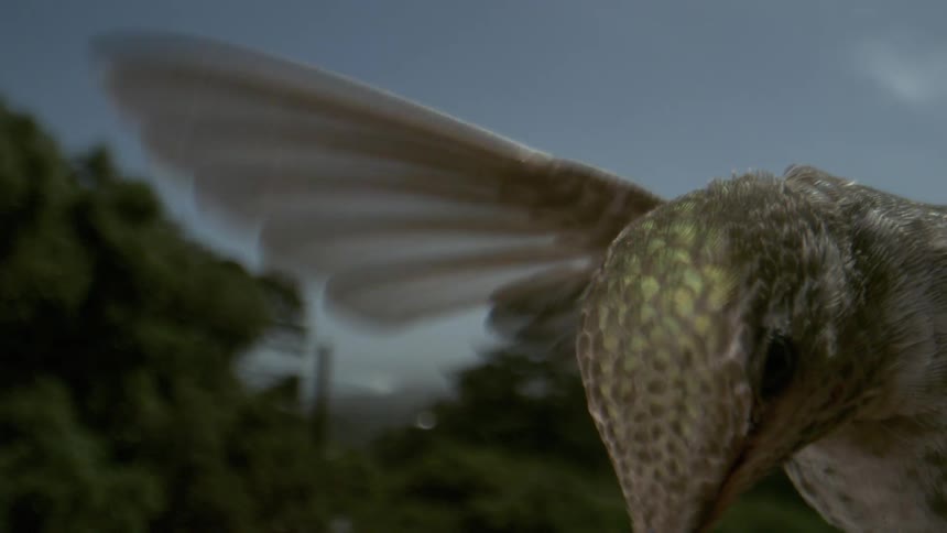 Anna's Hummingbird Feeding on Close up Macro Wide on Probe Lens