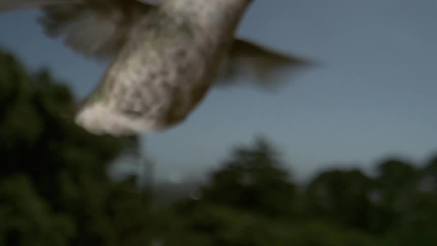 The hummingbird is hovering in the air
